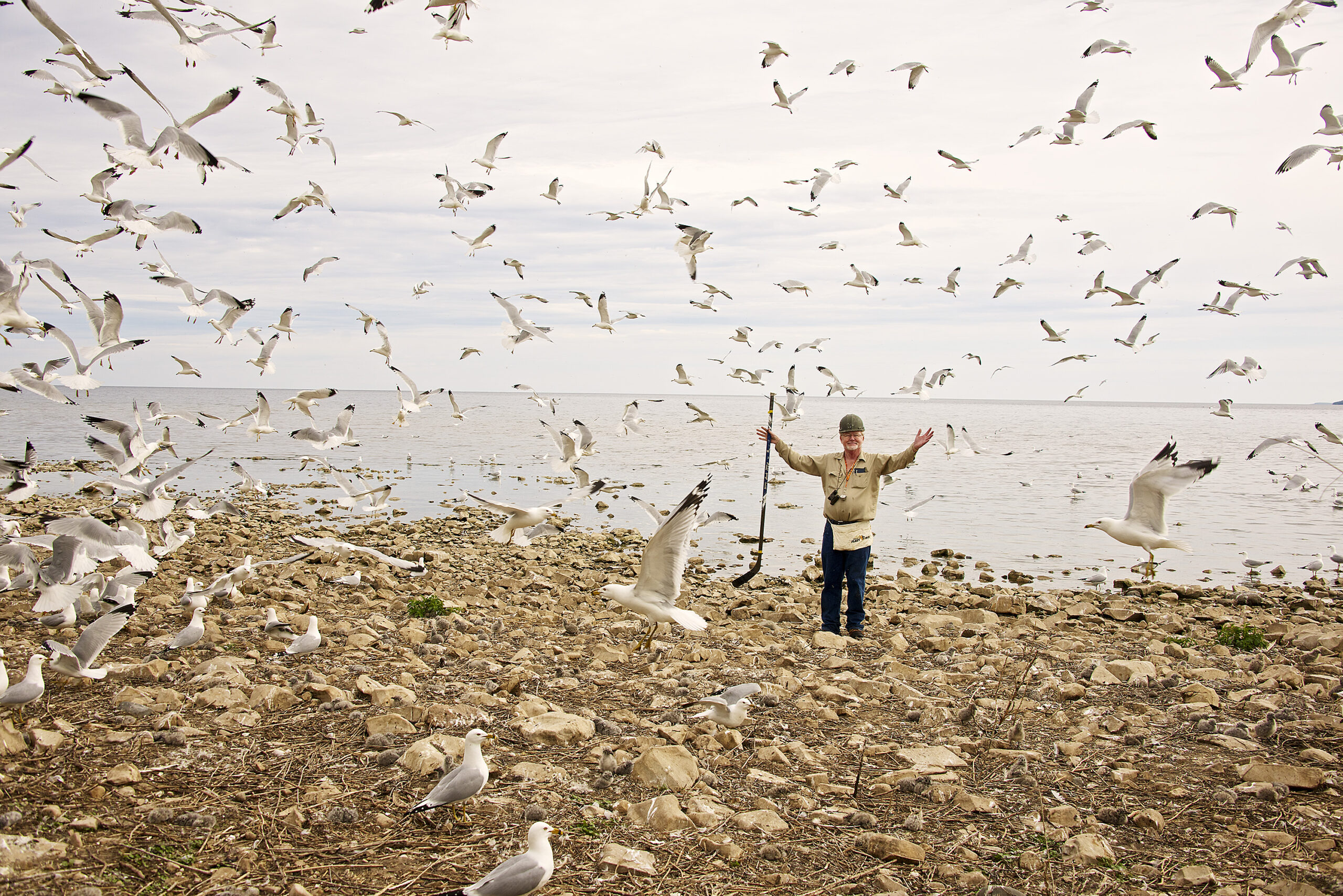 Ray Faber standing on a rocky shorline with many gulls flying around him.