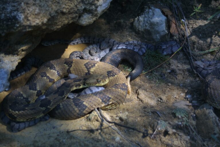 Image of timber rattlesnakes with neonates. Photograph by Philip A. Cochran