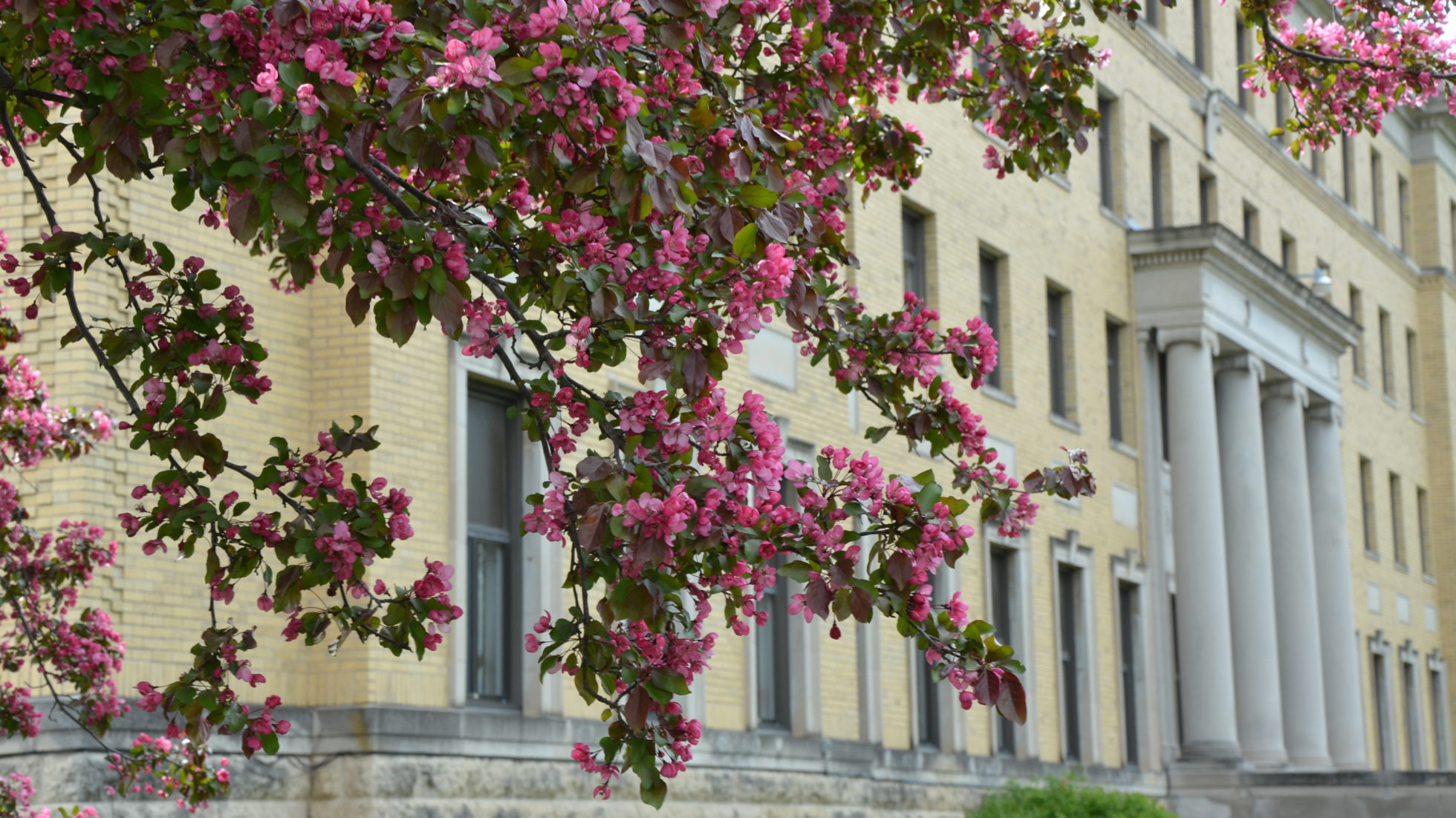 Tree branches with pink flowers blooming in front of Heffron Hall, Saint Mary's University in Winona